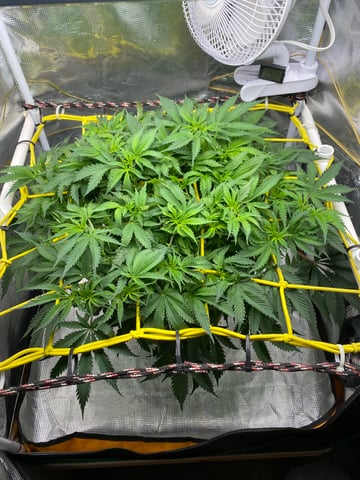 blackberry marshmallows  — flower, day 68