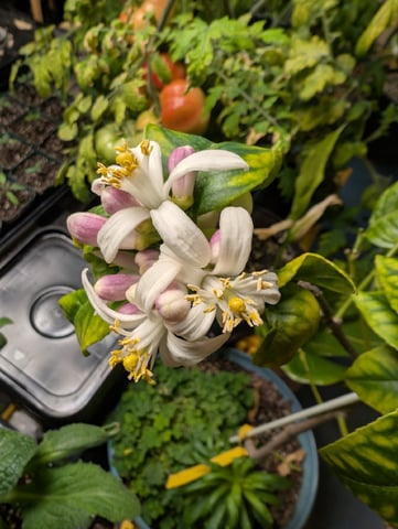 See what grows — vegetative, day 391