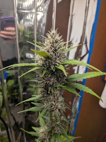 Mendo Frost / Gorilla Cookie / Banana Purple Punch  — flower, day 57