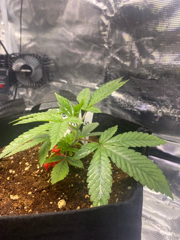 LiLBruh Cannabis — seedling_rooting, day 13