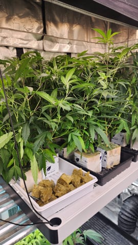 veg tent adventures! — vegetative, day 42