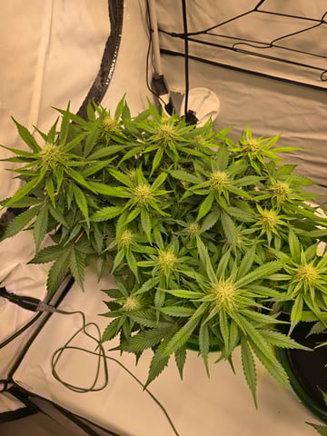 Purple Skunk 3 x 5  — flower, day 64