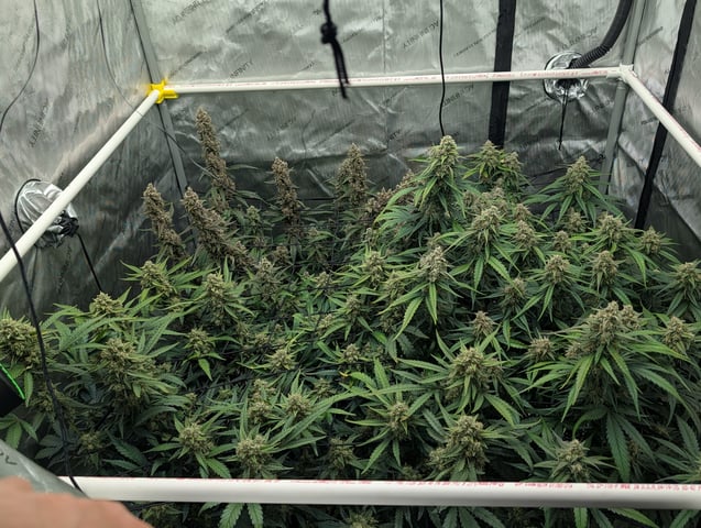 Grow #4 — flower, day 72