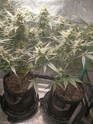 Auto Flower Wedding Glue