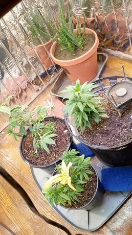 Jack hearer/Jack the ripper? — vegetative, day 72