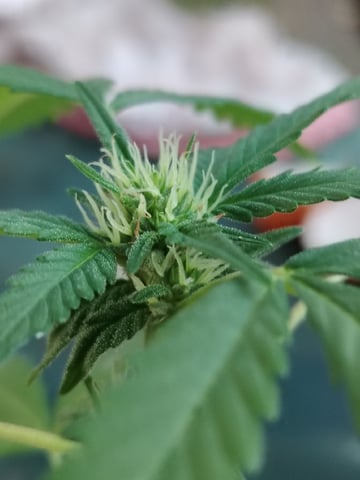 permanent marker feminised  — flower, day 36