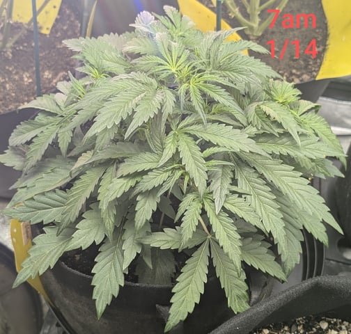 Perpetual Autoflower Mixed Grow #3 — germination, day 24
