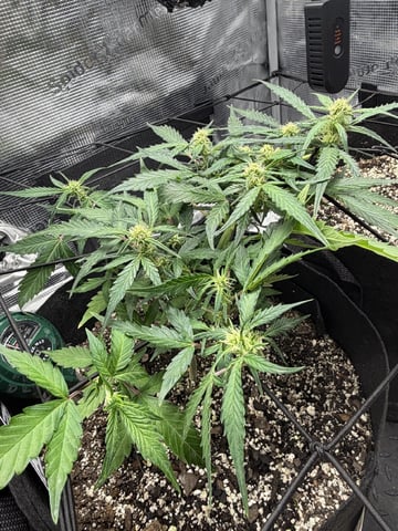Gorilla Cookies — 1st Grow — flower, day 56