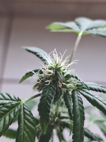 Armário  — flower, day 17