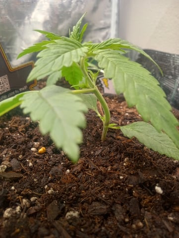  auto mixed pack indoor attempt #1 — seedling_rooting, day 18