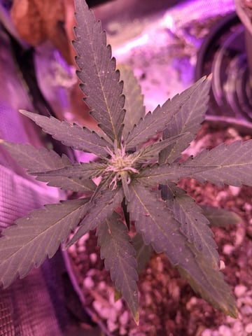 First Lagit Grow — vegetative, day 9