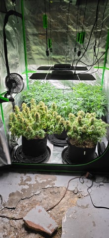 Attack Of The Clones — flower, day 34