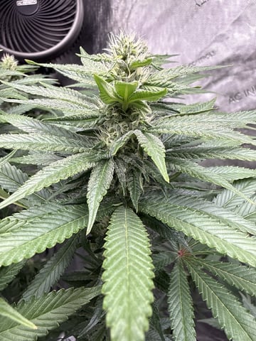 Goofy’s Grow  — flower, day 89