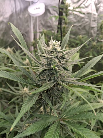 first auto grow — flower, day 62