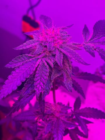 White Widow & Skittlez — flower, day 53