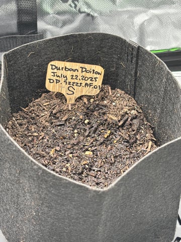 Round 1 — seedling_rooting, day 9