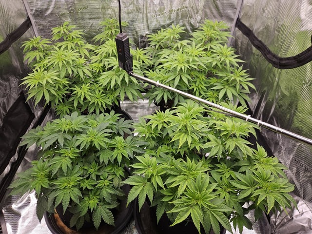 Scary Berries — flower, day 55