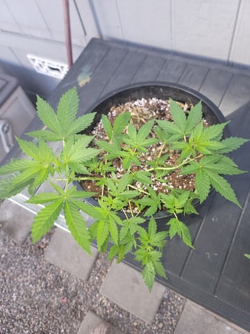 Ghetto Growing — grow_setup, day 22