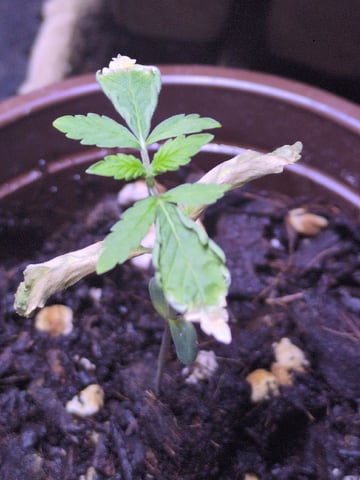 Audrey III — seedling_rooting, day 18