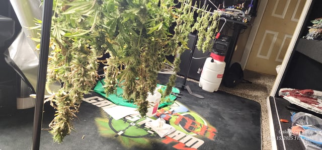 Foundational Legend — harvest, day 182