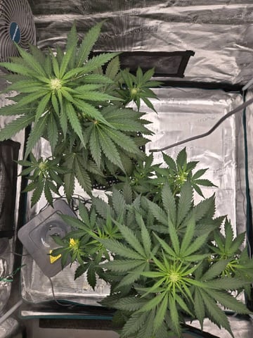 Mimosa Sunrise XXL 3x3 tent — flower, day 29