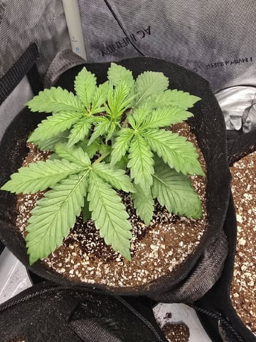 Coco Grow — seedling_rooting, day 20
