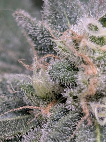 B E A utiful  — flower, day 123