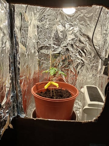 Cheap DIY grow — vegetative, day 9