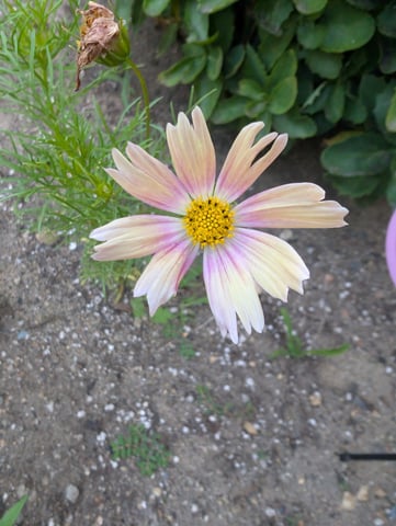 See what grows — vegetative, day 123