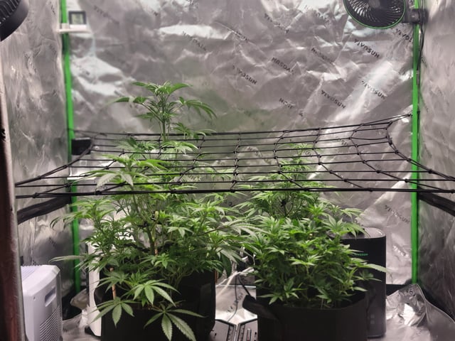 oreo blizzard — vegetative, day 31