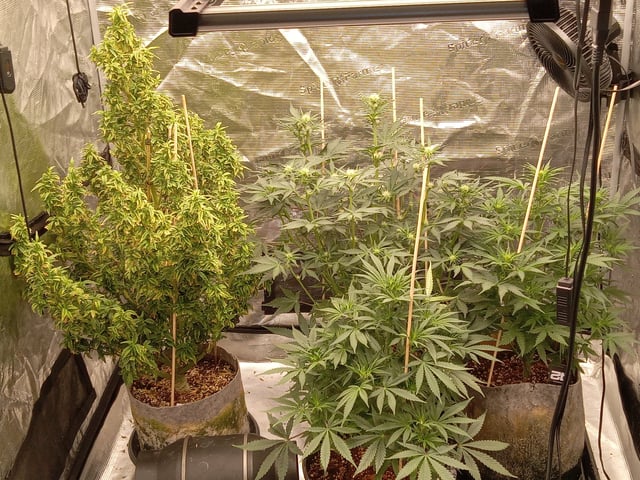 5 Autos — vegetative, day 11