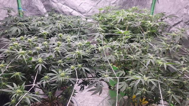 1st grow indoors(cardboard box to 2x2x4 to 5x5x6) — flower, day 100