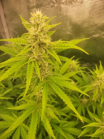 1st grow