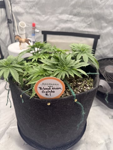 BloodMoon Gelato — vegetative, day 43