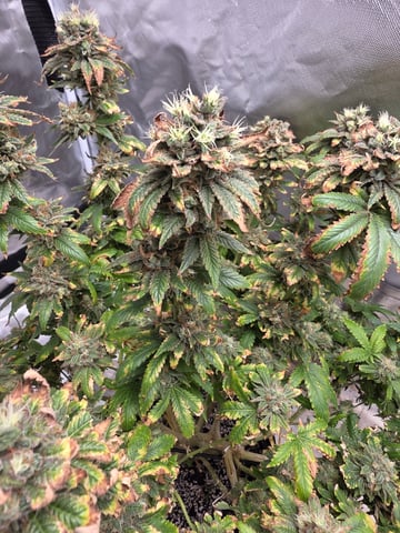 first grow — flower, day 115