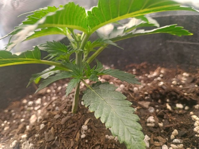 lil Slurry, first grow — vegetative, day 18