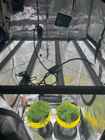 Gorilla Glue auto — vegetative, day 47