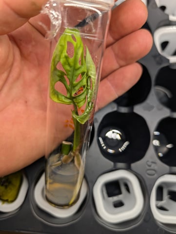 Plant in a test tube — seedling_rooting, day 32