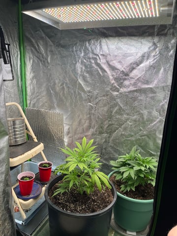 Lavender and Anesthesia Auto — flower, day 55