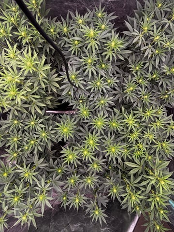 Pink Passion Fruit — flower, day 63