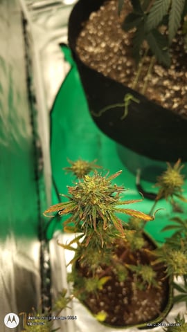 Grow Budz — vegetative, day 42