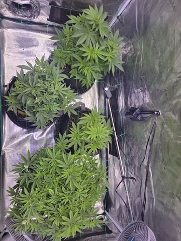 4 strains in 1 tent — vegetative, day 35