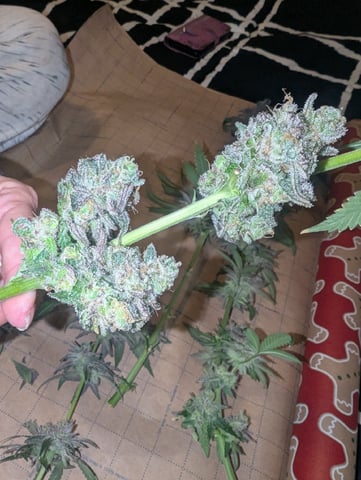 B E A utiful  — harvest, day 142