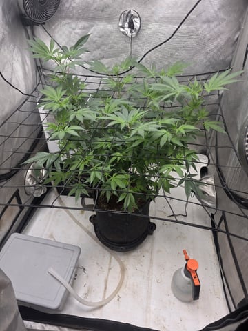 Technically 3rd grow (1st documented) — flower, day 143