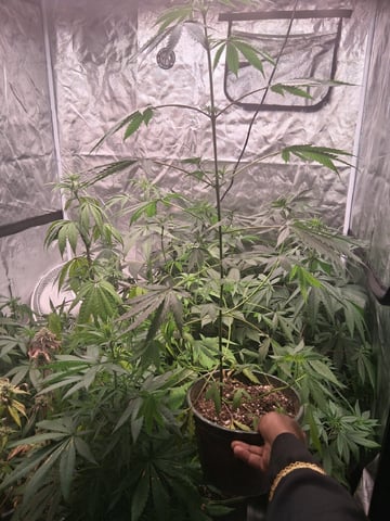 Panama Red Regular Jamaican Landraces