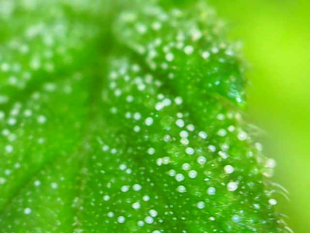 October Start — flower, day 91