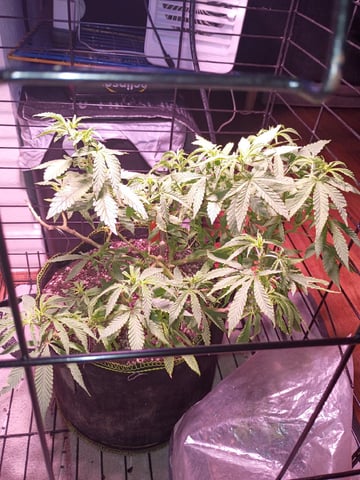 FKAFL — vegetative, day 49