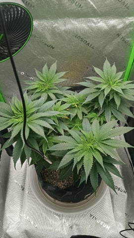 Critical Purple Kush — vegetative, day 80