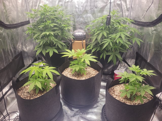 1st grow — flower, day 37