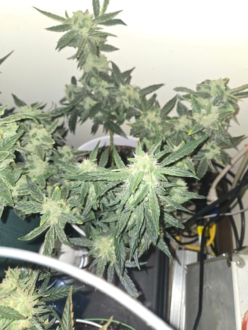 high octane x holy grail  — auto, day 33